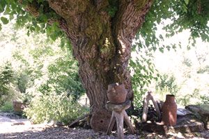 Mulberry Tree